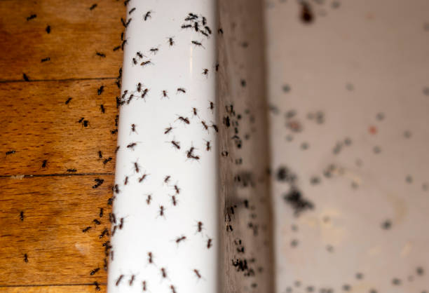 Wildlife Control Services in Bel Air South, MD