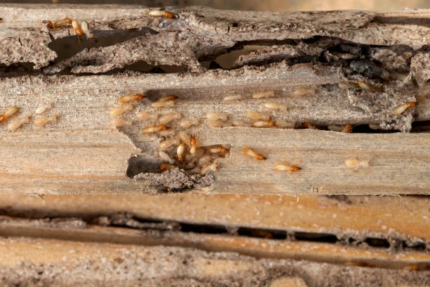 Best Local Pest Control Services  in Bel Air South, MD
